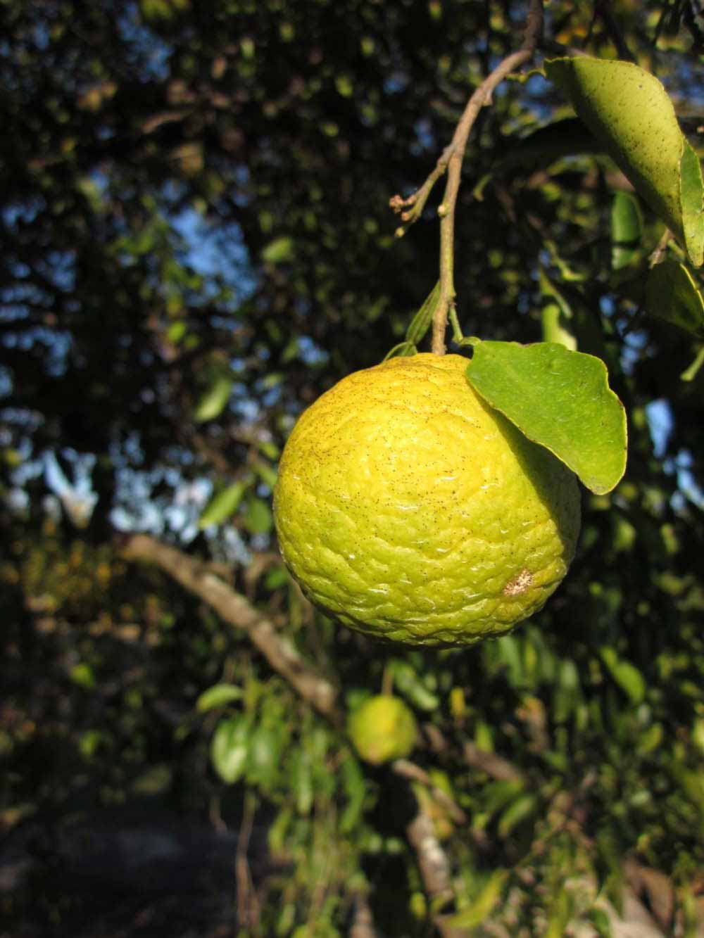            Fruit (Winter Haven, FL)   